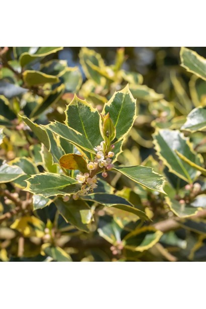 Ilex aquifolium Argentea Marginata характеристика